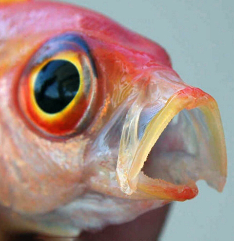 Callanthias ruber_006